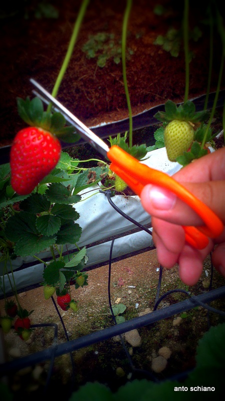 Harvesting my strawberries / Cosechando mis frutillas